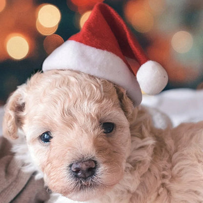 Gorro Navideño de Papá Noel Para Perro